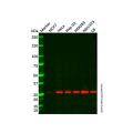 Proteasome 20S alpha 5/PSMA5 Mouse mAb