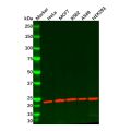 Proteasome 20S beta 6 Antibody
