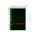 Proteasome 20S beta 7/PSMB7 Mouse mAb