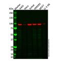 Proteasome 26S S2/PSMD2 Antibody