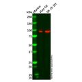 Recombinant PROX1 Antibody