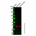 PRPS1 Antibody