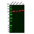 Recombinant PSD93 Antibody