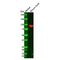 Recombinant PSD95 Antibody