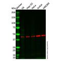 PSMD11 Antibody