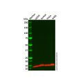 Psoriasin Antibody