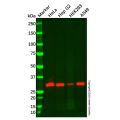 PTGES2/Gbf1 Mouse mAb