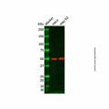 PTP1B Mouse mAb