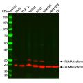Recombinant PUMA Antibody