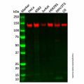 Recombinant SAMHD1 Antibody