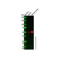 PVRL1/NECTIN1 Antibody