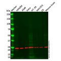 Rab 6A Antibody
