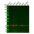 Rab11A Mouse mAb