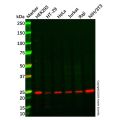 RAB35 Antibody