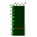 Recombinant Rab4 Antibody