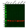 Recombinant Rab5A Antibody
