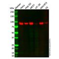 RALBP1 Mouse mAb