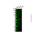 RAP1 Antibody