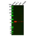 RASSF1 Antibody
