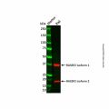 RASSF2 Antibody