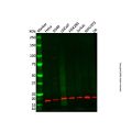Recombinant RBM3 Antibody