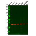 Recombinant REA Antibody