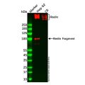 Recombinant Reelin Antibody