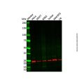 Recombinant Relaxin 2/RLN2 Antibody