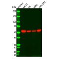 Recombinant RXRA Antibody