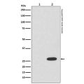 Recombinant RFP Antibody