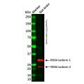 RGS4 Antibody