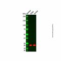 RHOG Antibody