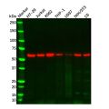 RIP3 Mouse mAb