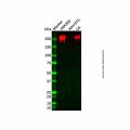 Recombinant RNA polymerase II RPB1 Antibody