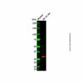 RND3 Antibody