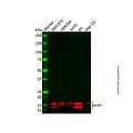 Recombinant RNF7 Antibody