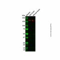 Recombinant ROCK2 Antibody