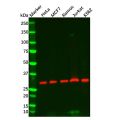 RPA32/RPA2 Mouse mAb