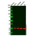 RPL10 Antibody