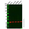 RPL10A Antibody