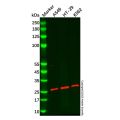 RPL13A Antibody