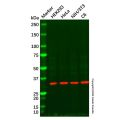 RPS2 Antibody
