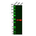 RRAGC Antibody