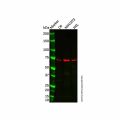 RRN3 Antibody