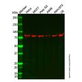 Recombinant rSec6 Antibody