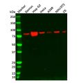 Recombinant RSK2 Antibody