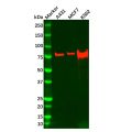 Recombinant RSK1 p90 Antibody