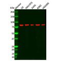 Recombinant RSK3 Antibody