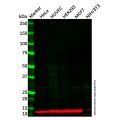 S100 Calcium Binding Protein A13/S100A13 Antibody