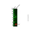 Recombinant SAA4 Antibody